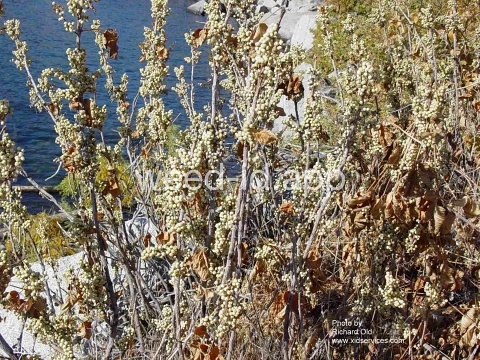 poison-ivy, Rydberg's